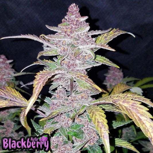 42 Fast Buds - Blackberry Auto