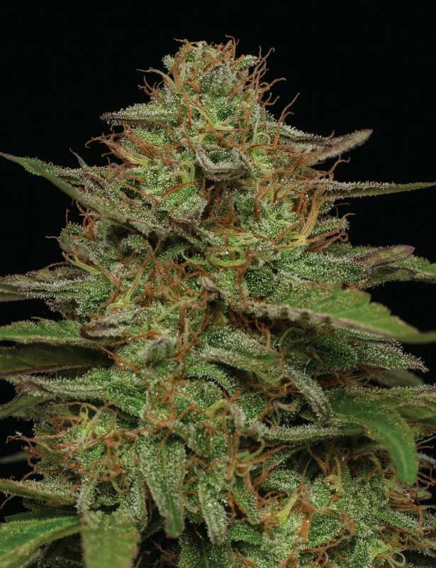 Humboldt - Strawberry Cheesecake