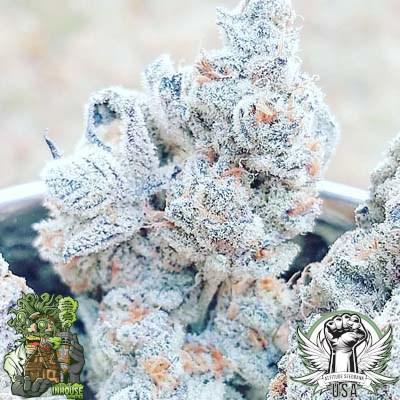 In House Genetics - Jelly Breath S1