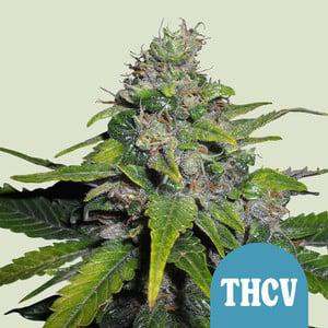 Royal Queen - Royal THCV