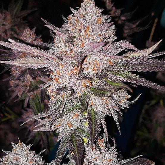 Ethos - OG Kush Autoflower