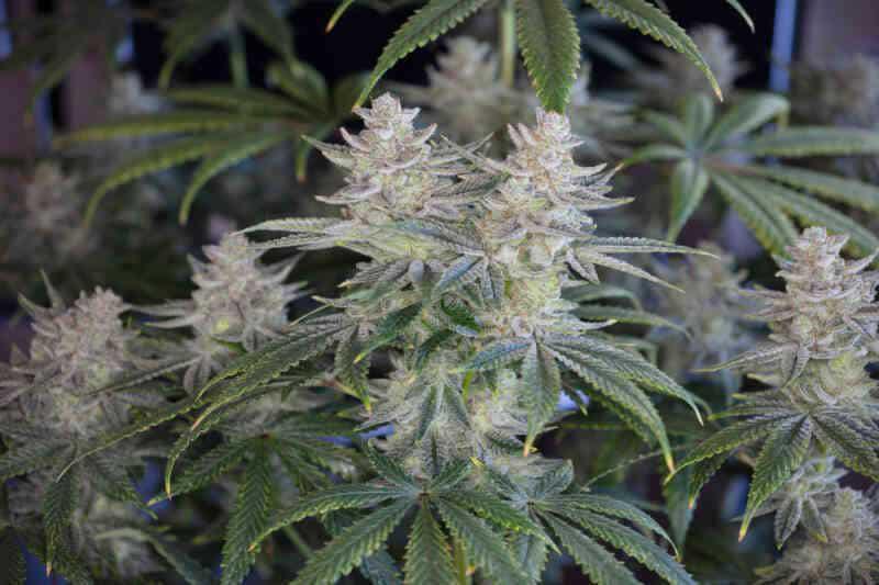 Romulan Genetics - Romulan BX1