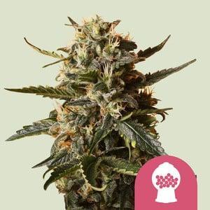 Royal Queen - Bubblegum XL