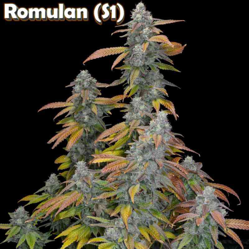 Romulan Genetics - Romulan S1