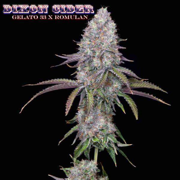 Romulan Genetics - Dixon Cider F1