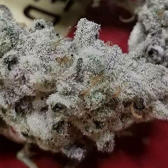 In House Genetics - Slurricane #7 S1