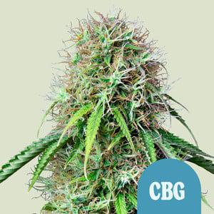 Royal Queen - Royal CBG Auto