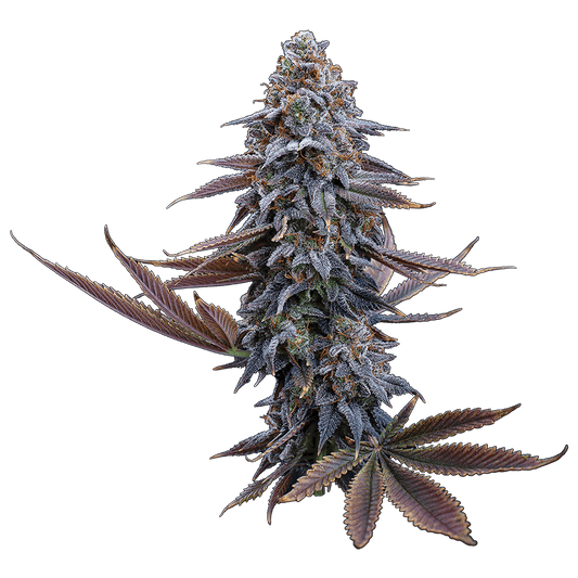 Brothers Grimm - G13 Genius