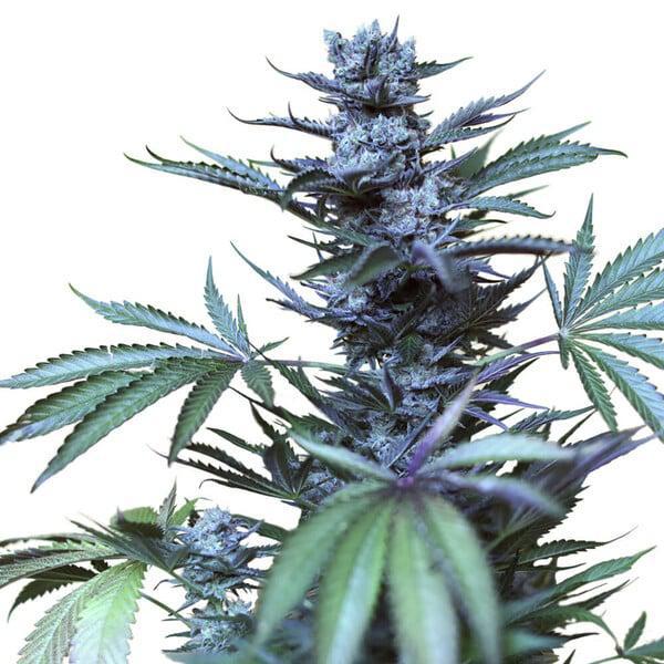 Royal Queen - Skunk XL