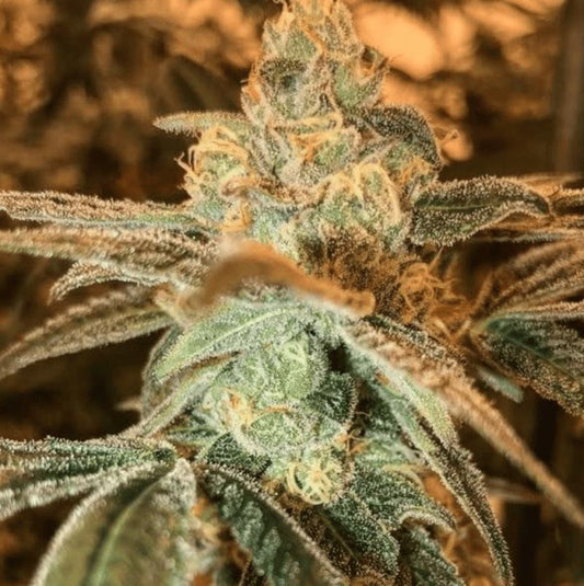 In House Genetics - Gorilla Dosha V2