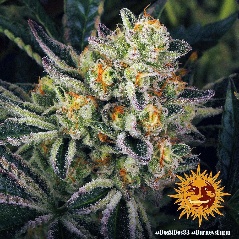 Barney's Farm - Dos Si Dos 33