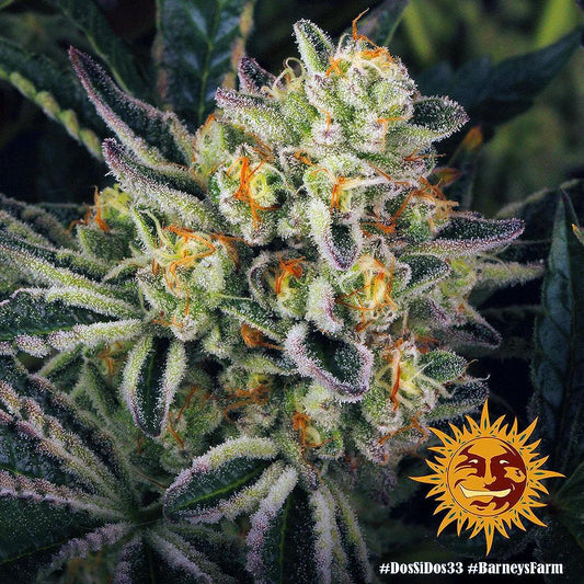 Barney's Farm - Dos Si Dos 33