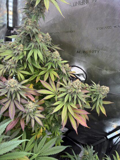 Equilibrium Genetics - Urkel M-10