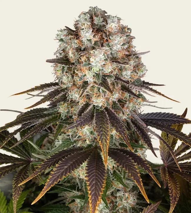 Barney's Farm - Bruce Banner