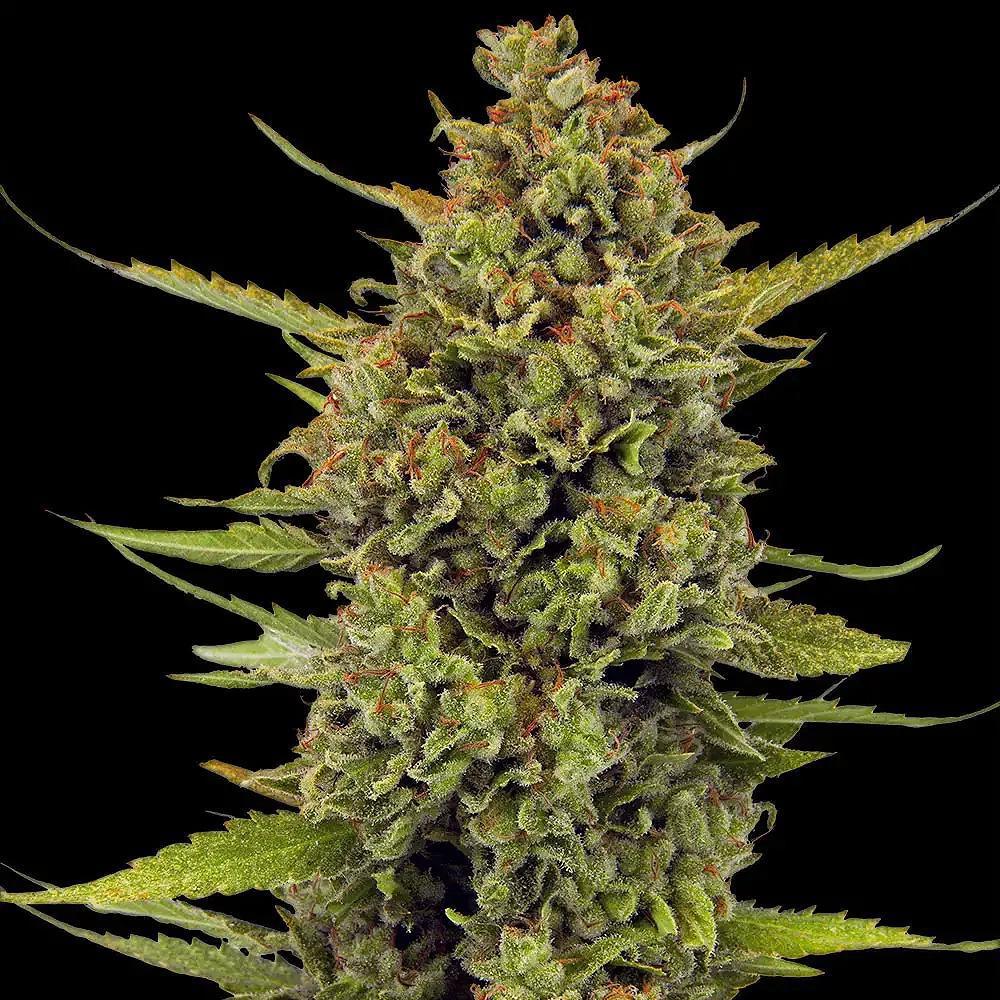 Barney's Farm - Acapulco Gold