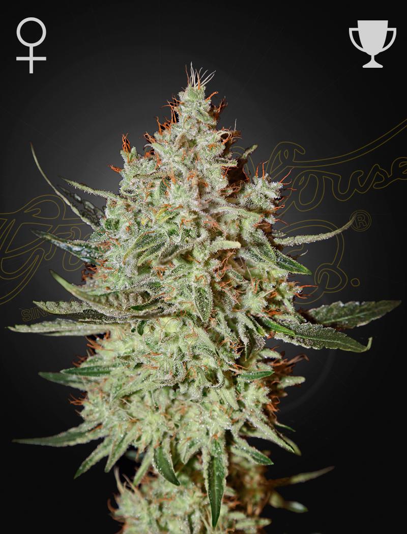 Green House Seed Co. - Gh Cheese