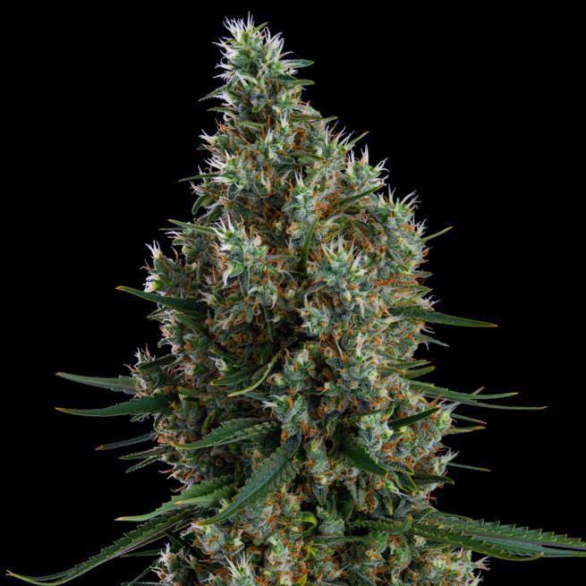 Ethos - ZWEET INZANITY RBX