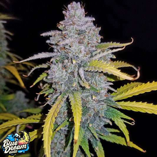 42 Fast Buds - Blue Dream Auto