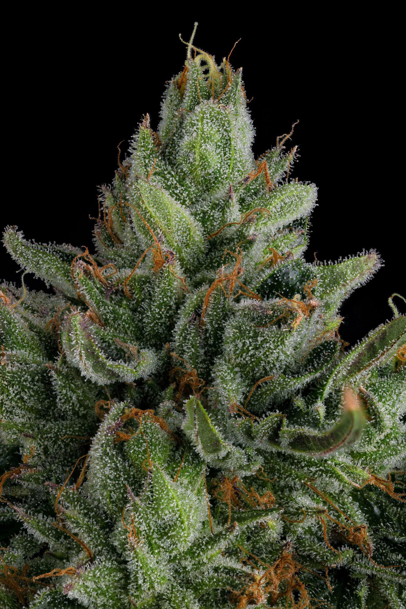 Compound Genetics - Rose Gold Rackz