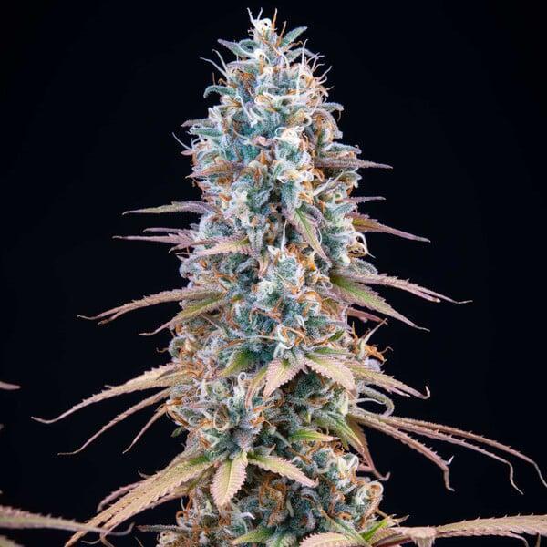 Royal Queen - Granddaddy Purple