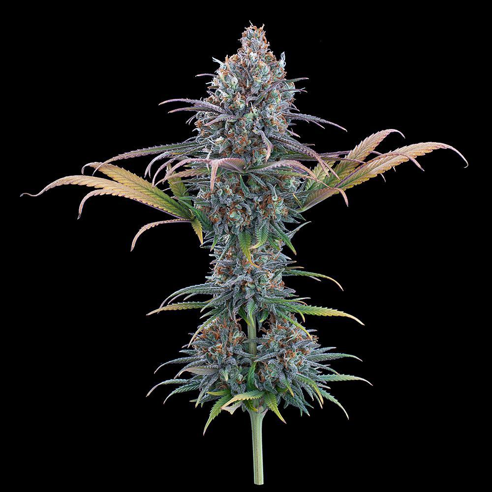 Brothers Grimm - Cinderella Purple
