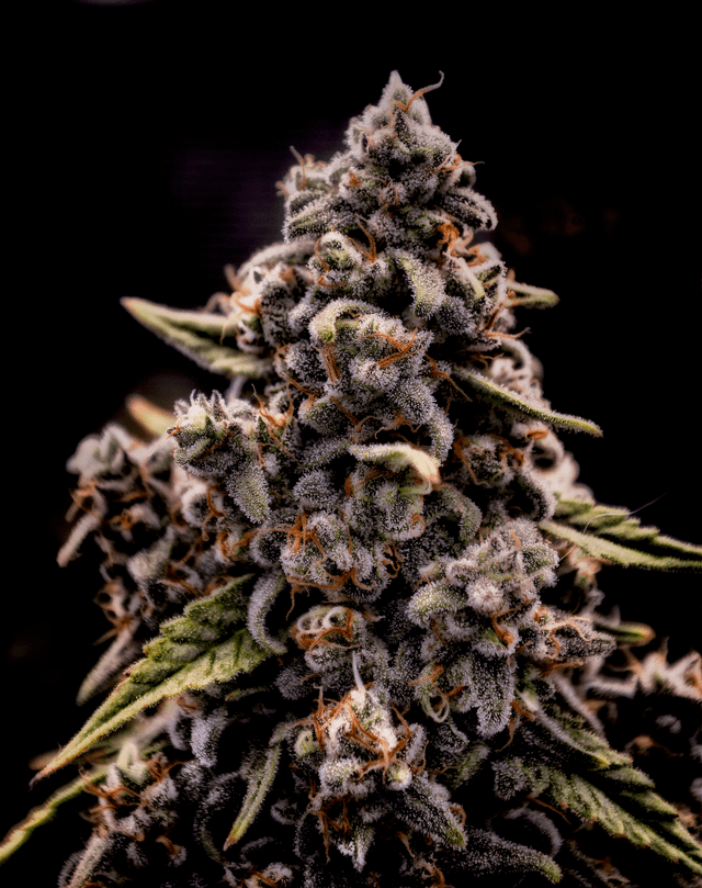 Brothers Grimm - Genius Juice