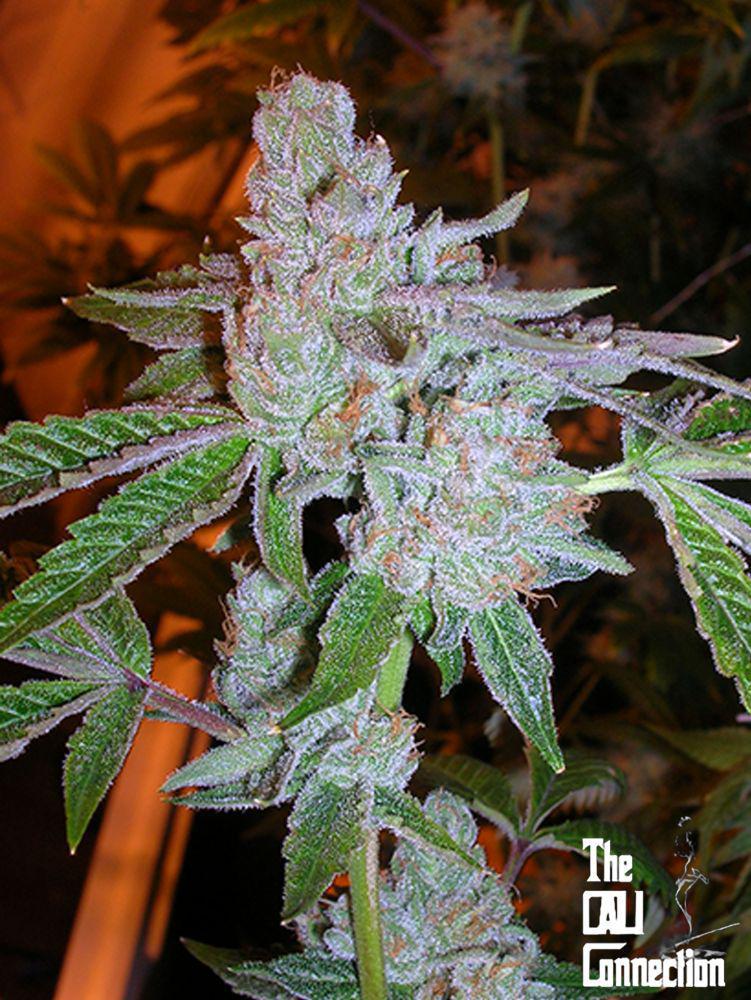 The Cali Connection - Tahoe OG