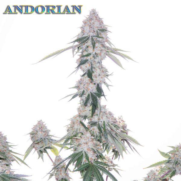Romulan Genetics - Andorian