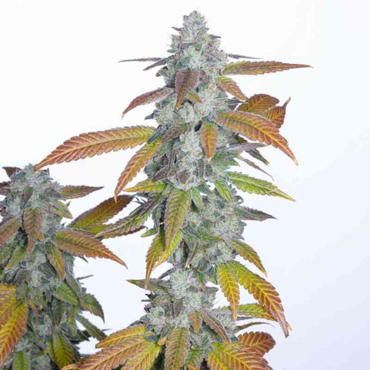 Romulan Genetics - Romulan S1