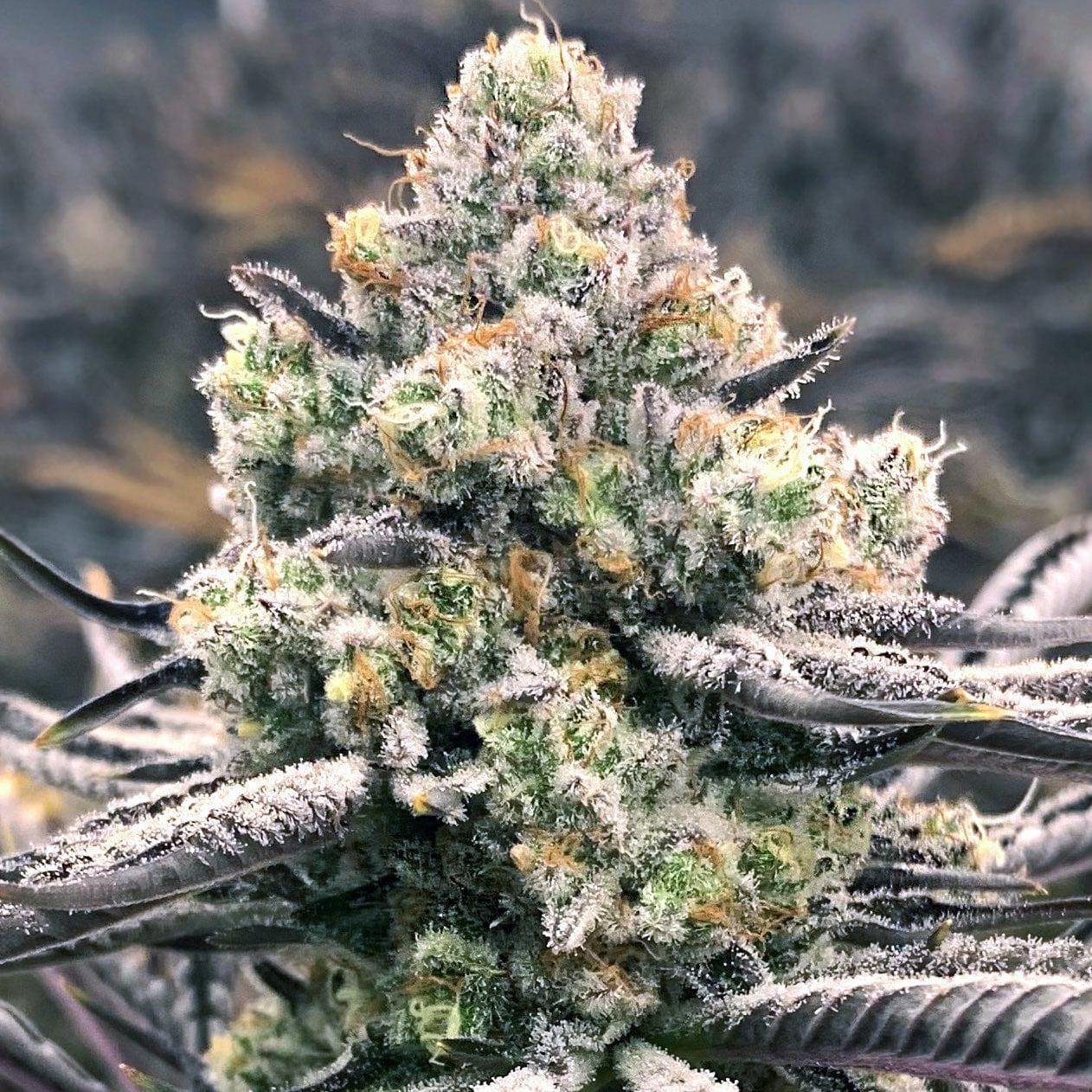 Elev8 - Sour Grape Punch