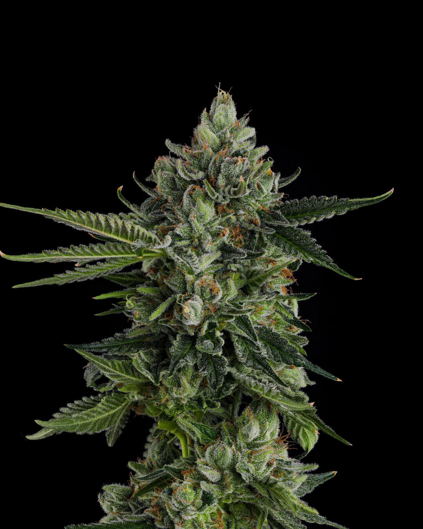 Compound Genetics - Rose Gold Rackz