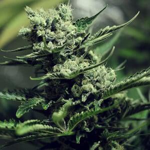 Royal Queen - Skunk XL