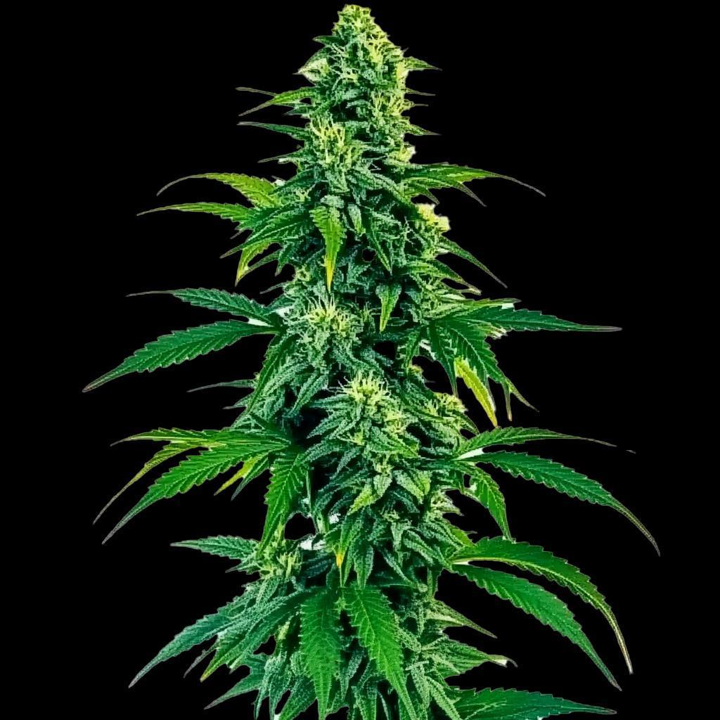 North Atlantic - Nothern Lights CBD Auto