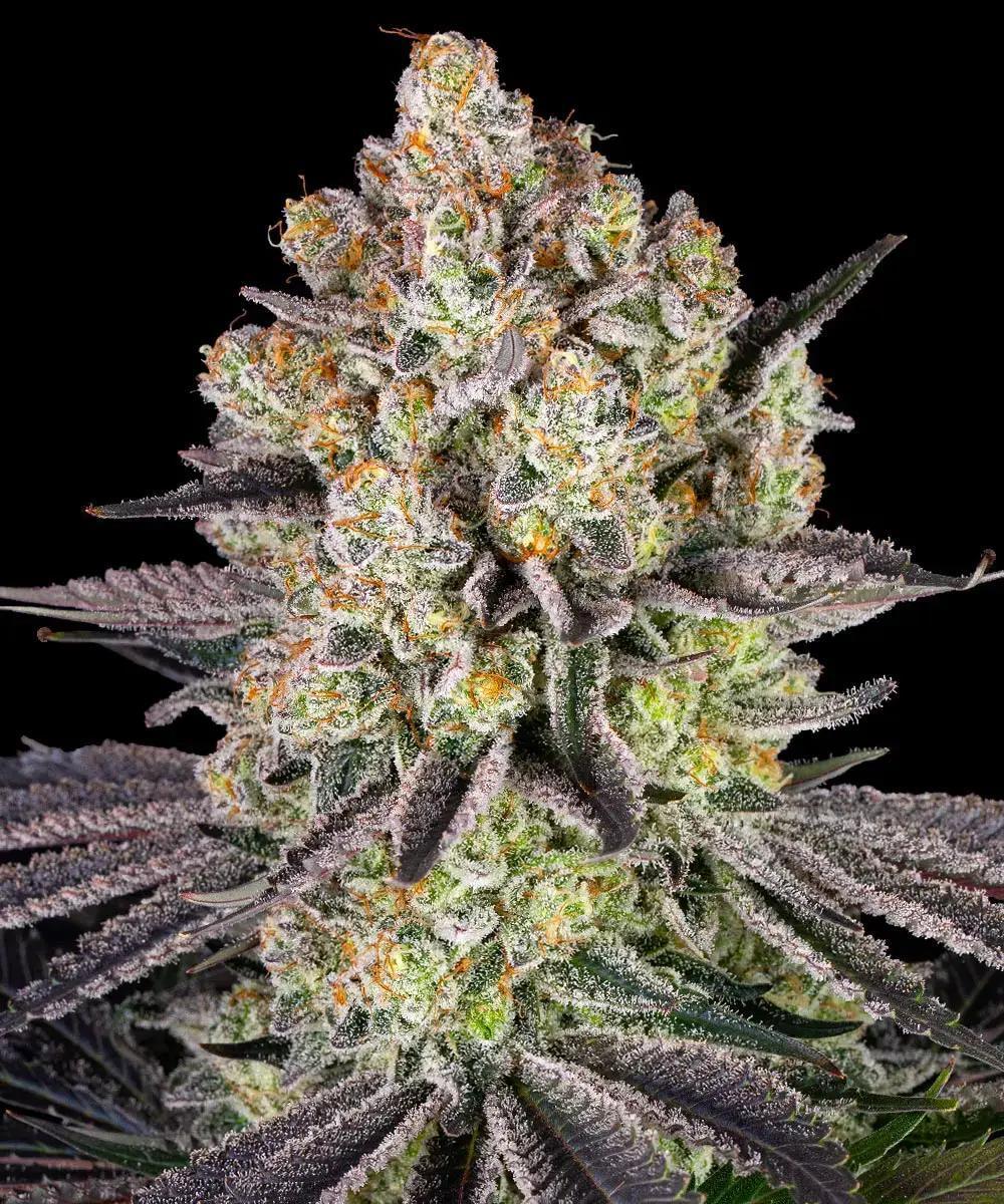 Barney's Farm - Runtz