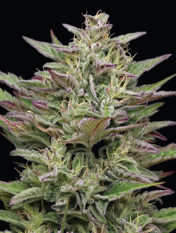 Humboldt - Trainwreck