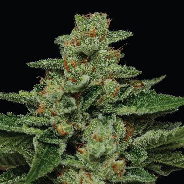 Humboldt - Fortune Cookie
