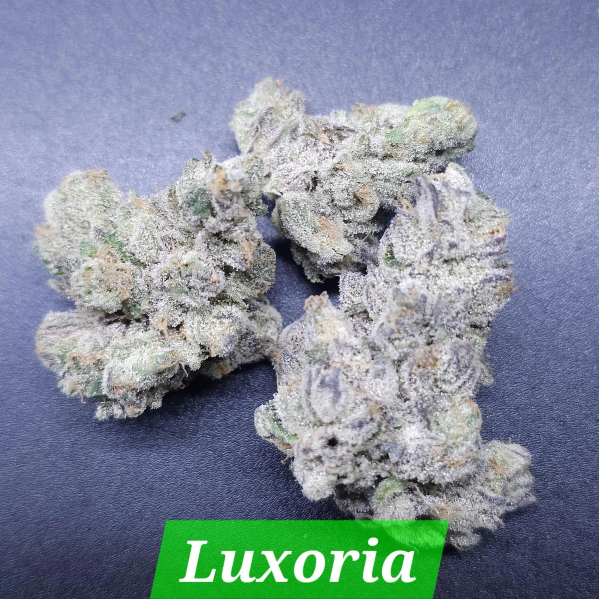 In House Genetics - Luxoria