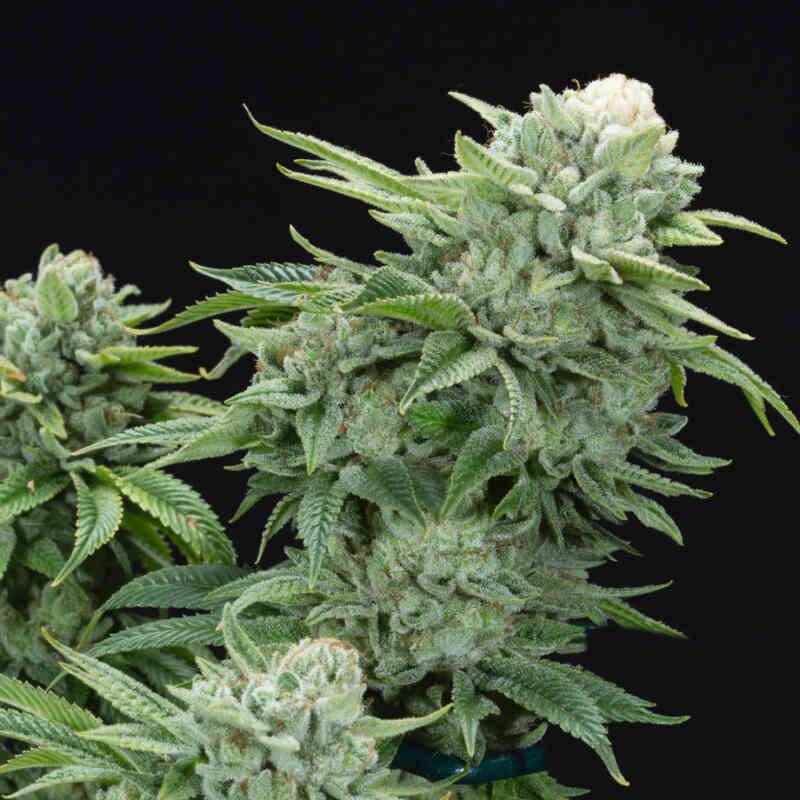 Elev8 - Gorilla Glue S1
