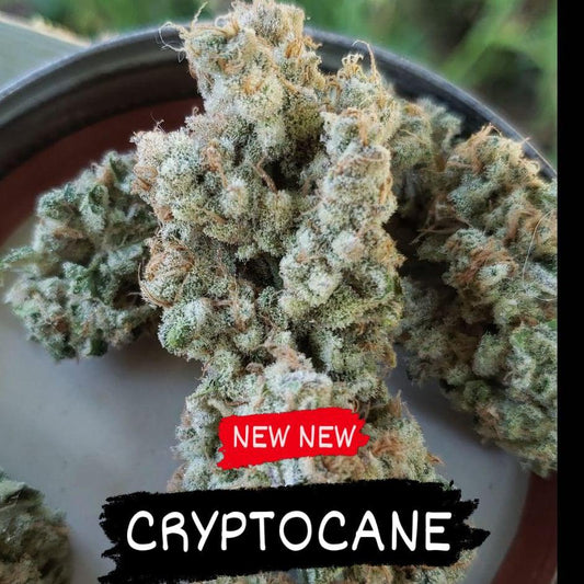 In House Genetics - Cryptocane