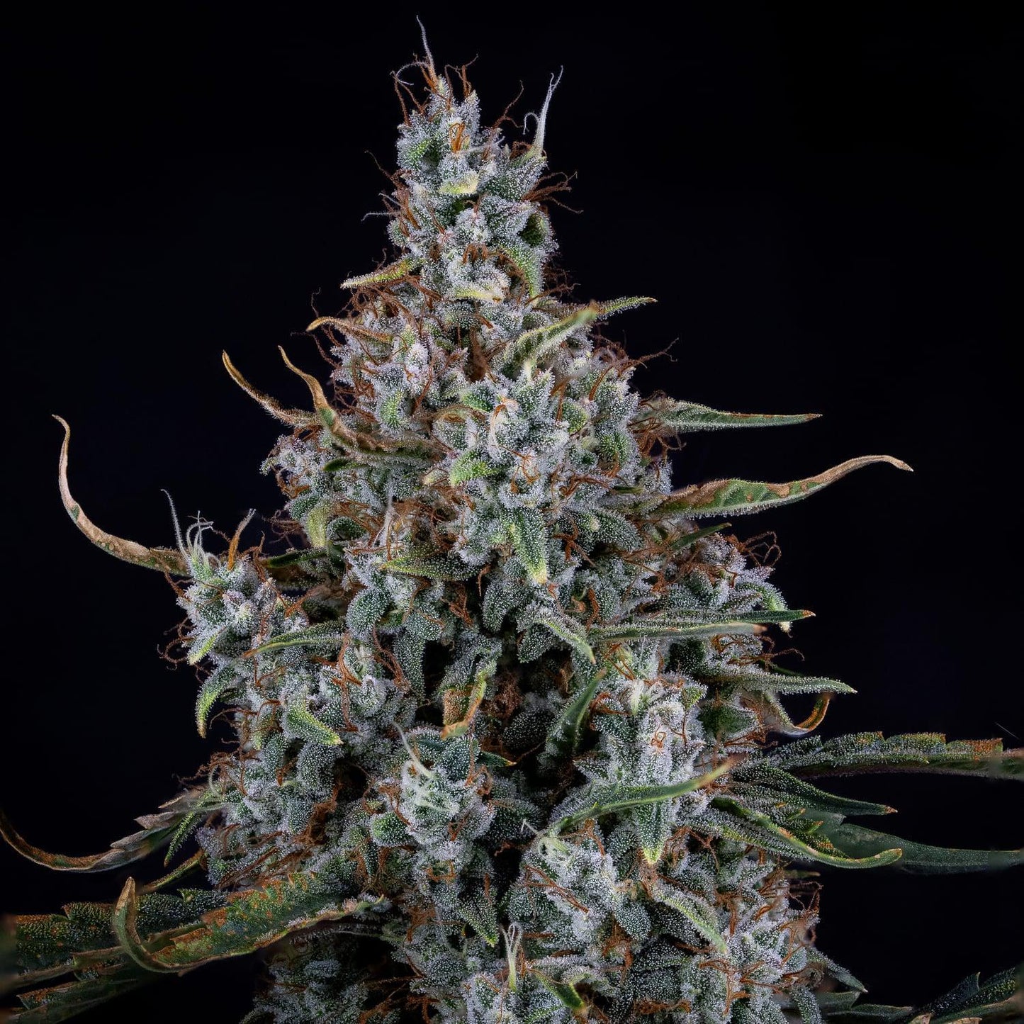 Mephisto - Skystomper 2.0