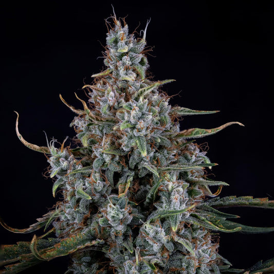 Mephisto - Skystomper 2.0