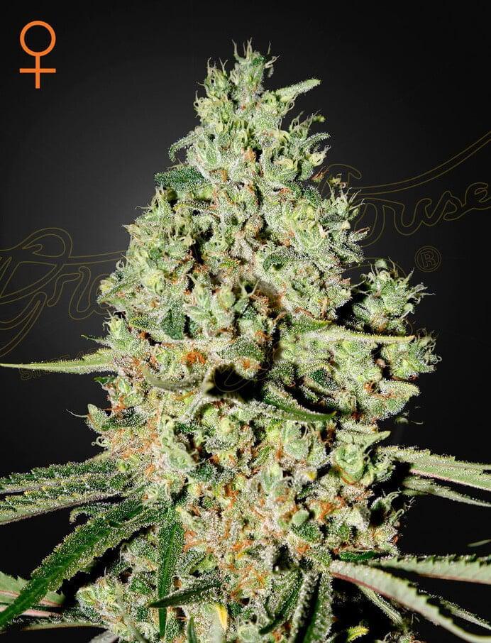 Green House Seed Co. - Super Critical
