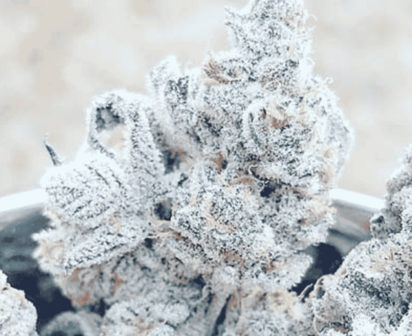 In House Genetics - Aoyuki Banana