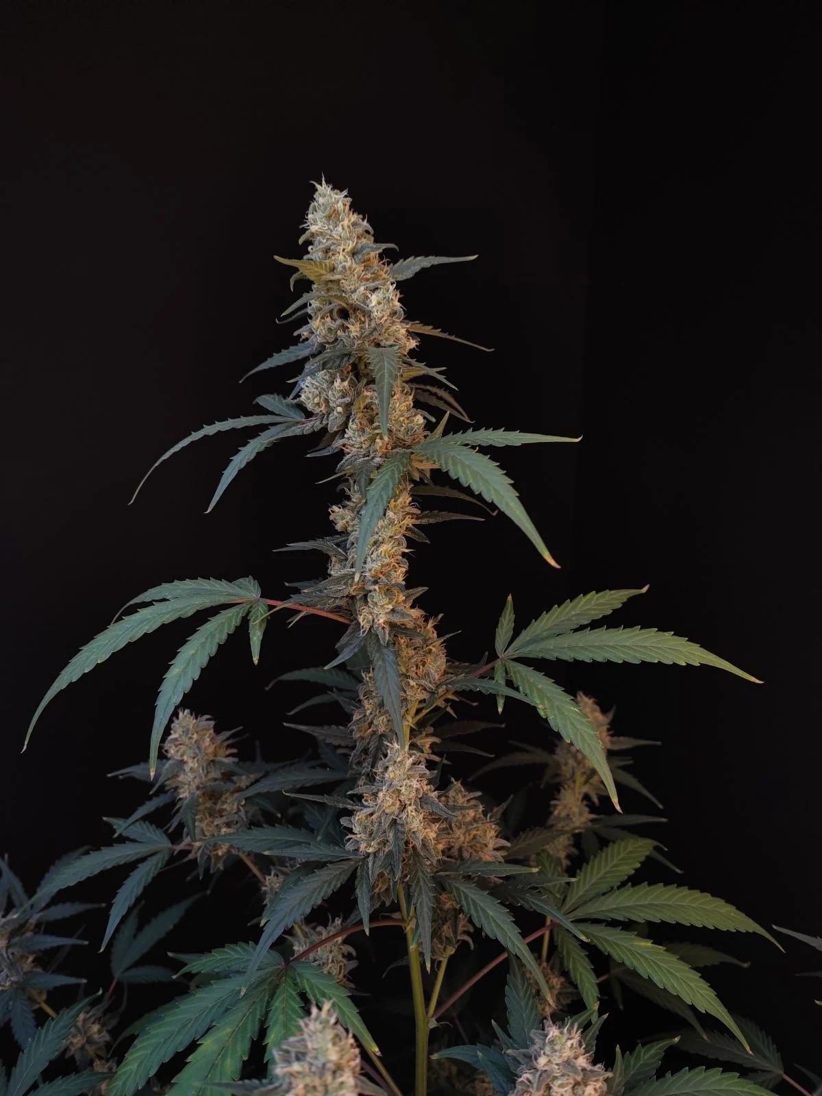42 Fast Buds - Original Auto BubbleGum