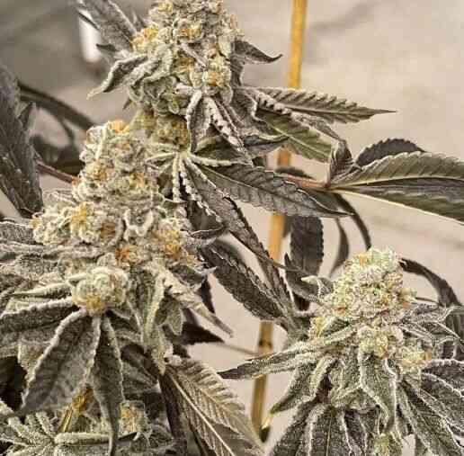 In House Genetics - Garlic Sherb S1