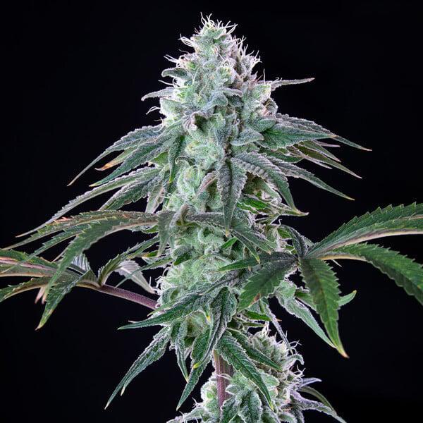 Royal Queen - Royal Cheese