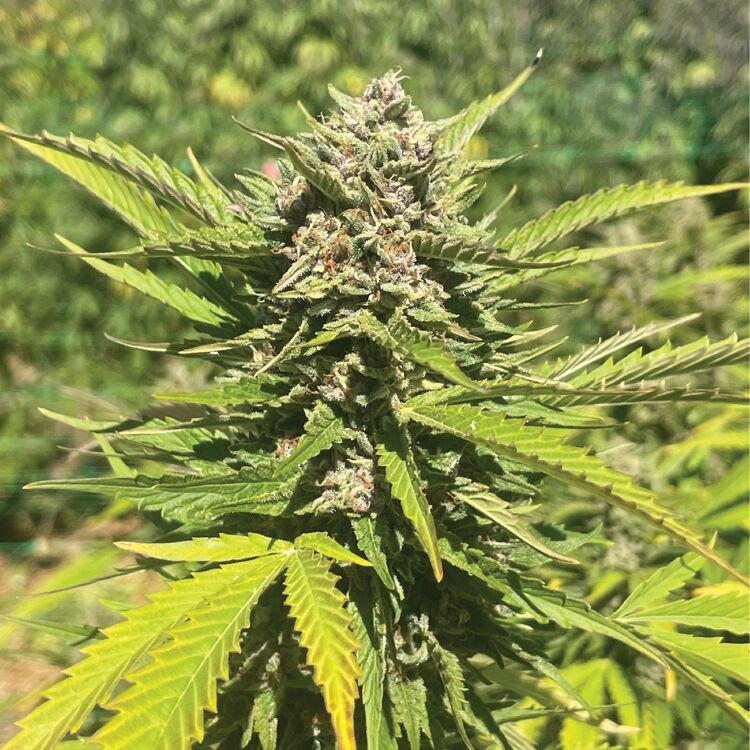 Humboldt - Banana Melt
