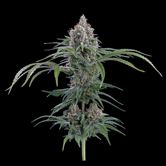 Brothers Grimm - Rosetta 78