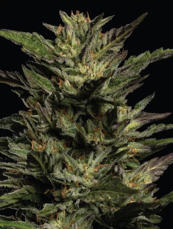 Humboldt - Pistachio