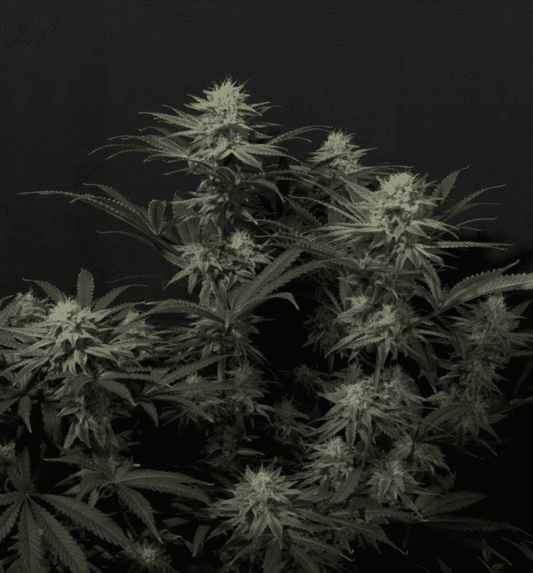 42 Fast Buds - GG4 Sherbet